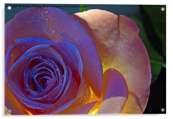 Pink Rose Acrylic by Gordon Bishop