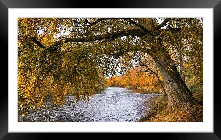 Autumn, River Don Framed Mounted Print by Mike Stephen