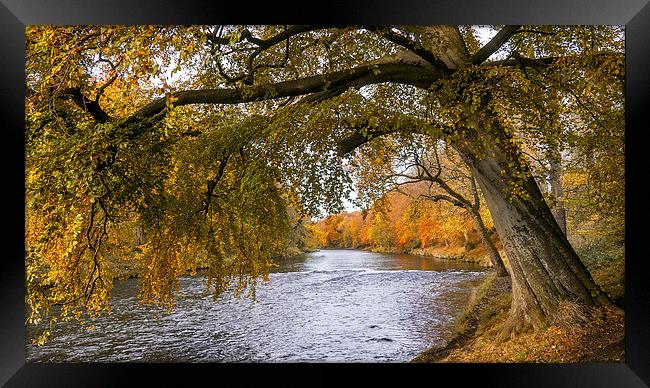 Autumn, River Don Framed Print by Mike Stephen