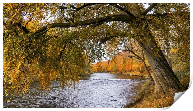 Autumn, River Don Print by Mike Stephen