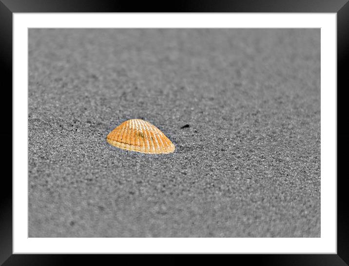 Lonely shell on the seashore Framed Mounted Print by Matthew Burniston