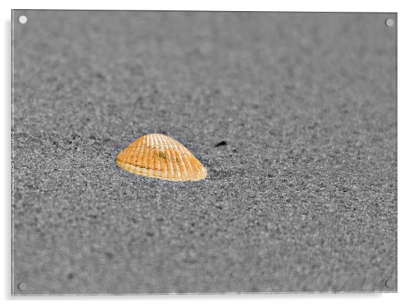 Lonely shell on the seashore Acrylic by Matthew Burniston