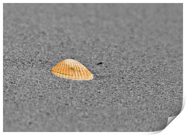 Lonely shell on the seashore Print by Matthew Burniston