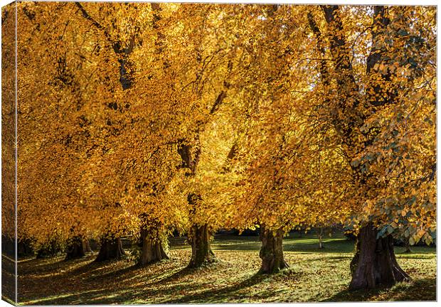 Autumn Trees Canvas Print by Mike Stephen