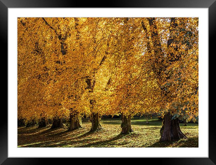 Autumn Trees Framed Mounted Print by Mike Stephen