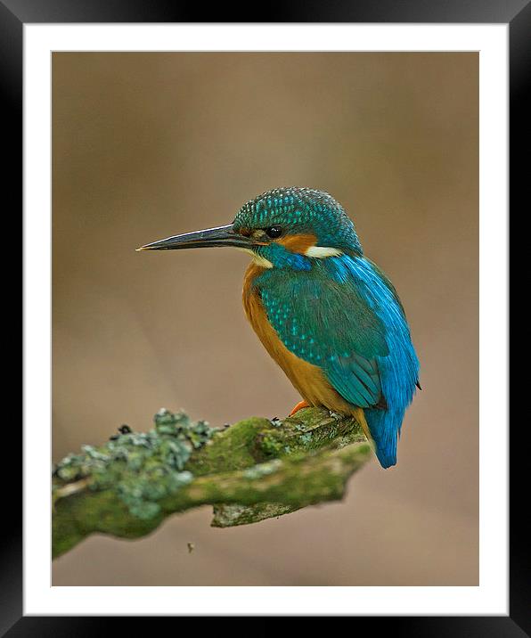 Kingfisher Framed Mounted Print by Paul Scoullar