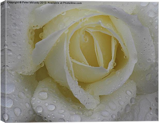Rose in the rain Canvas Print by Peter Mclardy