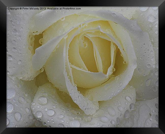 Rose in the rain Framed Print by Peter Mclardy