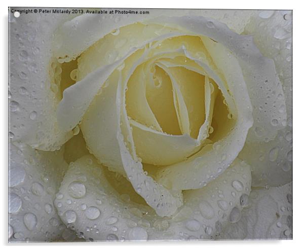 Rose in the rain Acrylic by Peter Mclardy