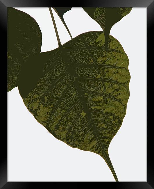 leaf lines Framed Print by anurag gupta