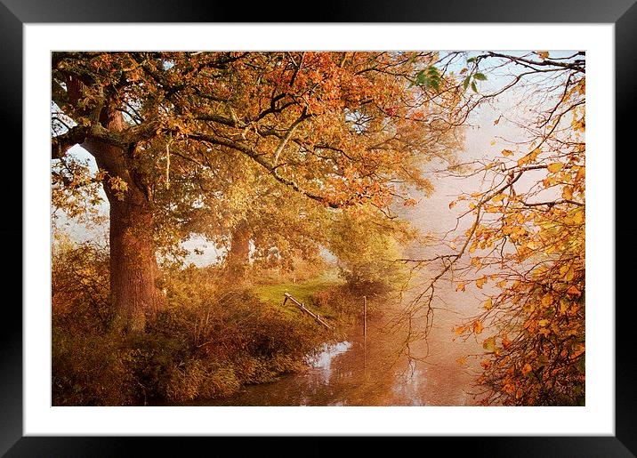 Shades of Autumn Framed Mounted Print by Dawn Cox