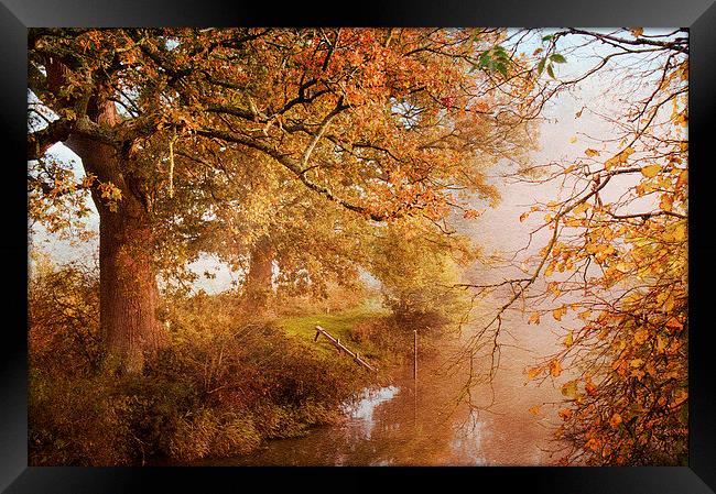 Shades of Autumn Framed Print by Dawn Cox