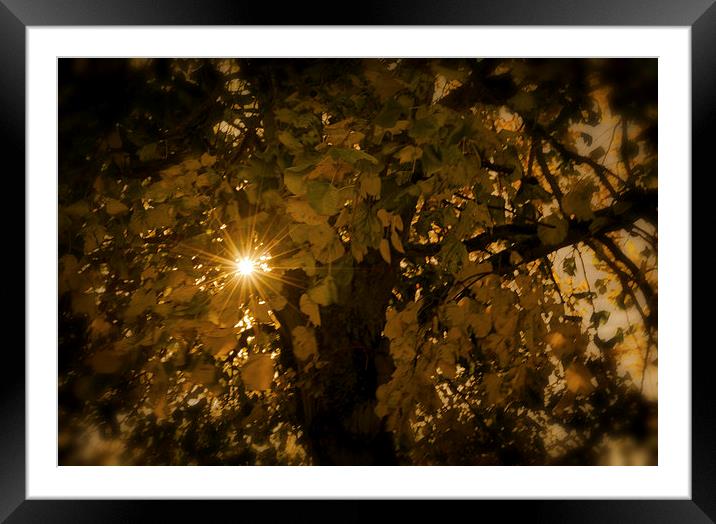 Autumn Light Framed Mounted Print by Ian Johnston  LRPS