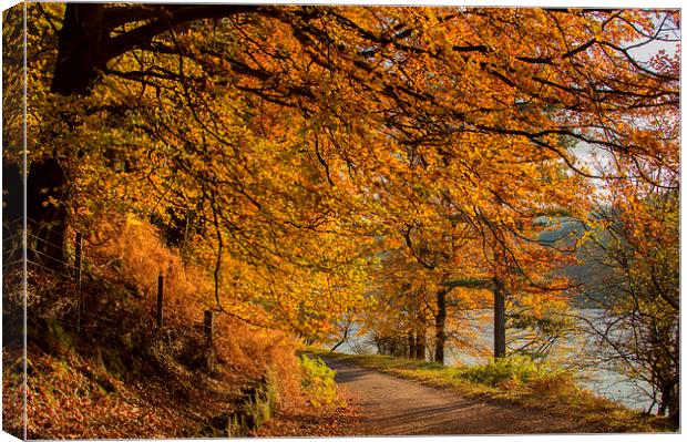 Autumn in the Derwent Valley Canvas Print by Phil Tinkler