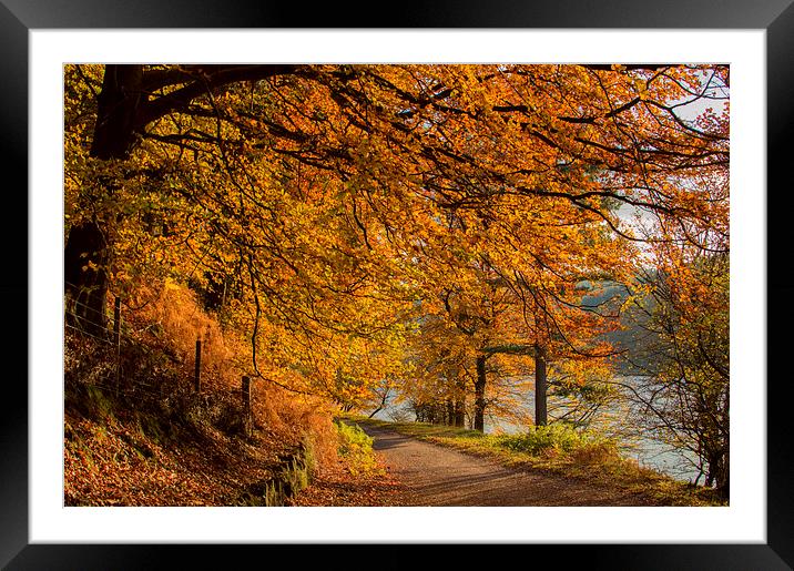 Autumn in the Derwent Valley Framed Mounted Print by Phil Tinkler