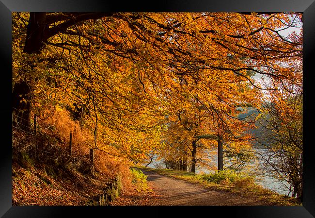 Autumn in the Derwent Valley Framed Print by Phil Tinkler