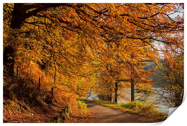 Autumn in the Derwent Valley Print by Phil Tinkler