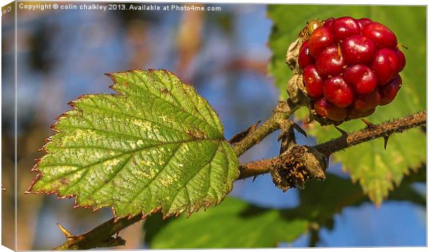 An Unripe Blackberry Canvas Print by colin chalkley