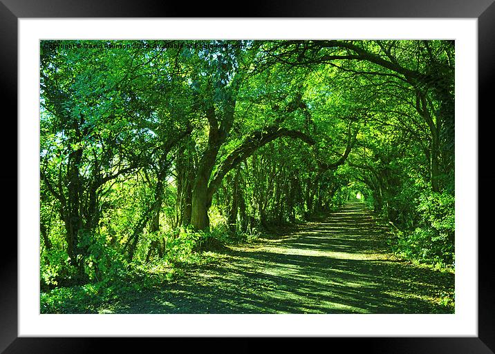 FOLLOW THE PATH Framed Mounted Print by David Atkinson