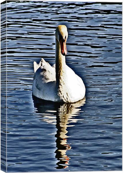 The Swan Canvas Print by Tommy Reilly