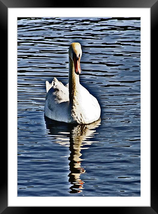 The Swan Framed Mounted Print by Tommy Reilly