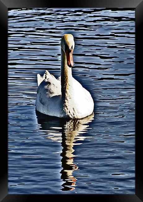 The Swan Framed Print by Tommy Reilly