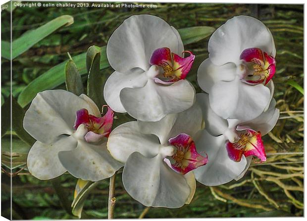 Orchid array in Chiang mai Canvas Print by colin chalkley
