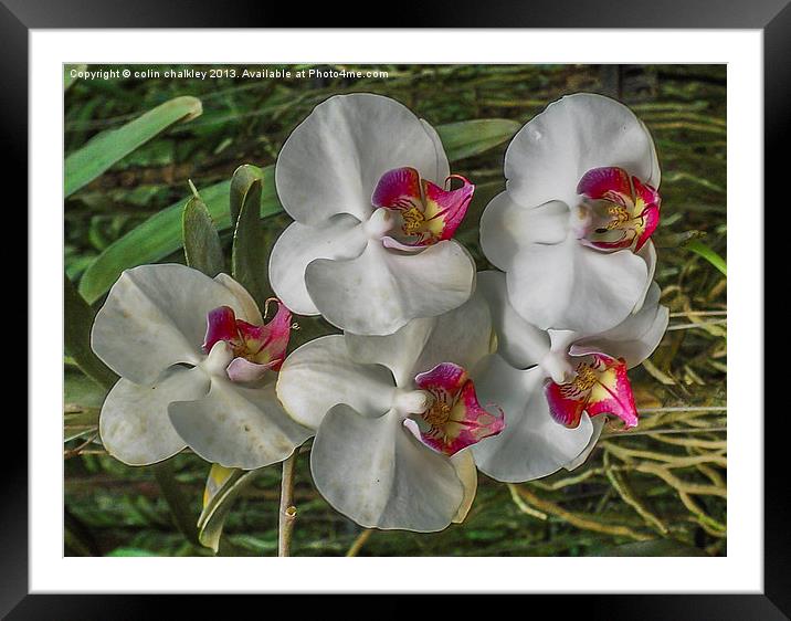 Orchid array in Chiang mai Framed Mounted Print by colin chalkley