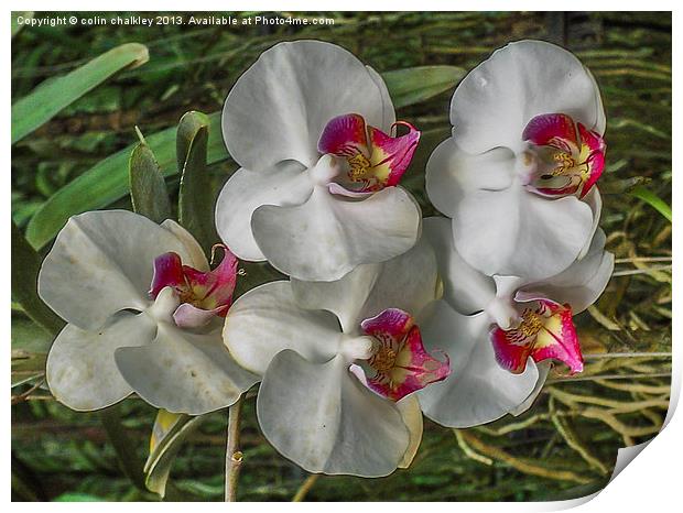 Orchid array in Chiang mai Print by colin chalkley