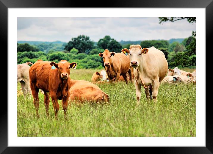 Inquisitive Cows Framed Mounted Print by Robert Cane