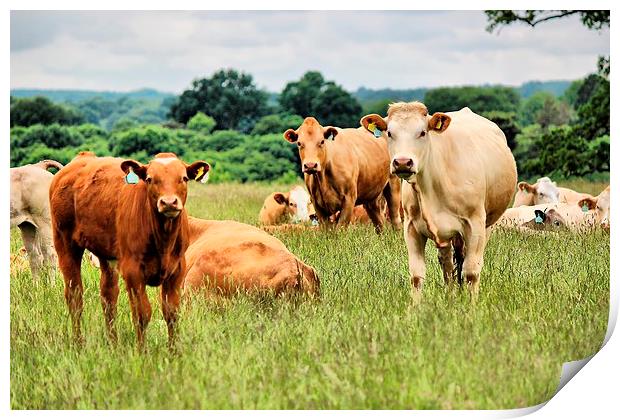 Inquisitive Cows Print by Robert Cane