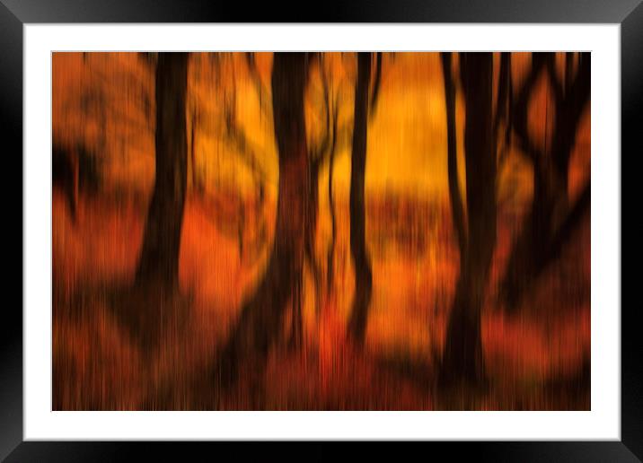 Forest at Dusk Framed Mounted Print by Derek Beattie