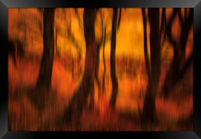 Forest at Dusk Framed Print by Derek Beattie