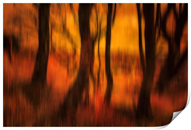 Forest at Dusk Print by Derek Beattie