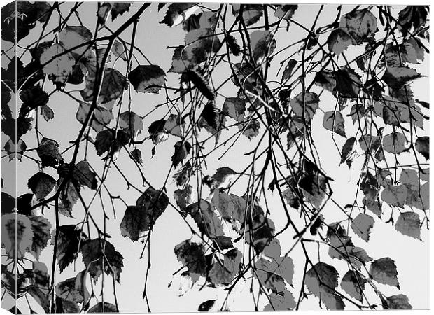 Grey Leaves Canvas Print by james richmond
