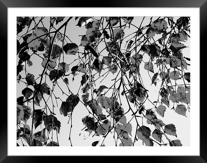 Grey Leaves Framed Mounted Print by james richmond