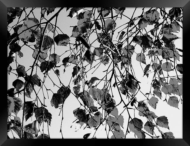 Grey Leaves Framed Print by james richmond
