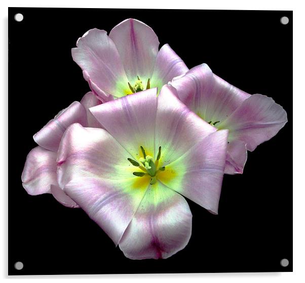 Soft Sweet Flower Acrylic by james balzano, jr.