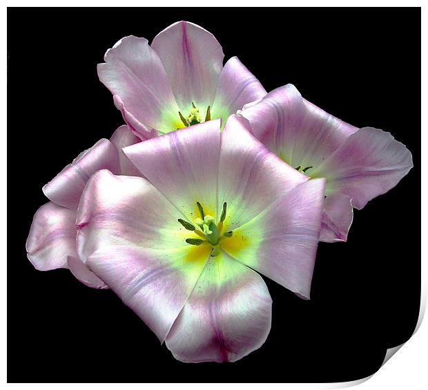 Soft Sweet Flower Print by james balzano, jr.