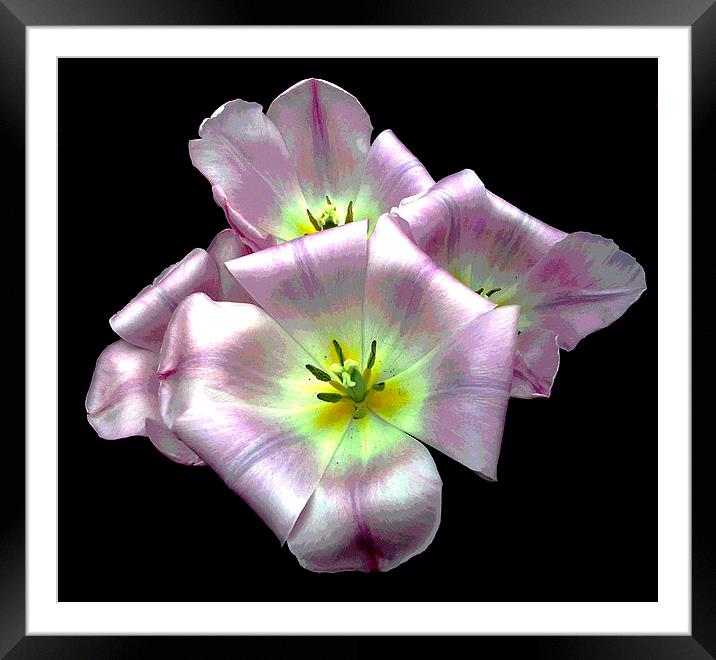 Posterized Blossoms Framed Mounted Print by james balzano, jr.