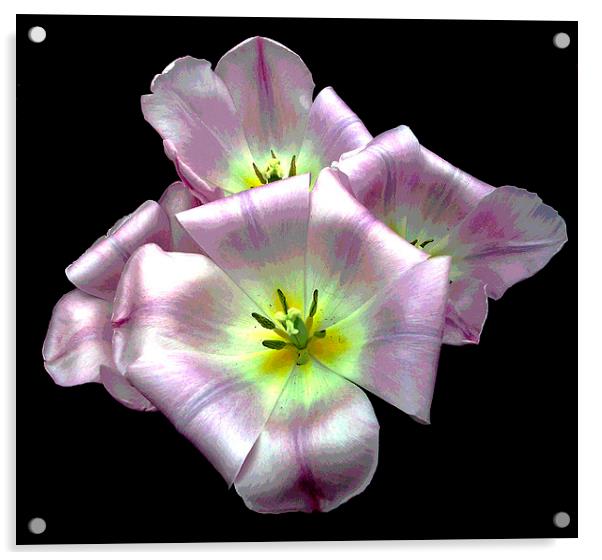 Posterized Blossoms Acrylic by james balzano, jr.