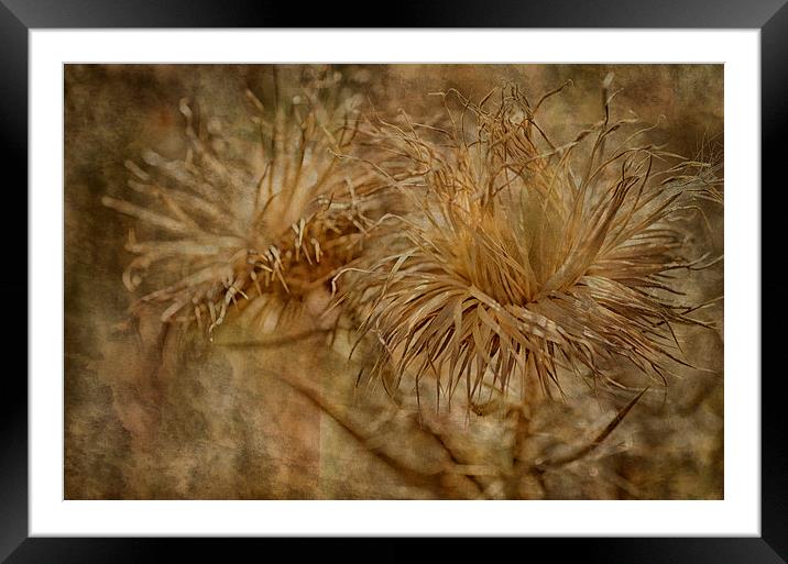 Thistles Framed Mounted Print by Mary Lane