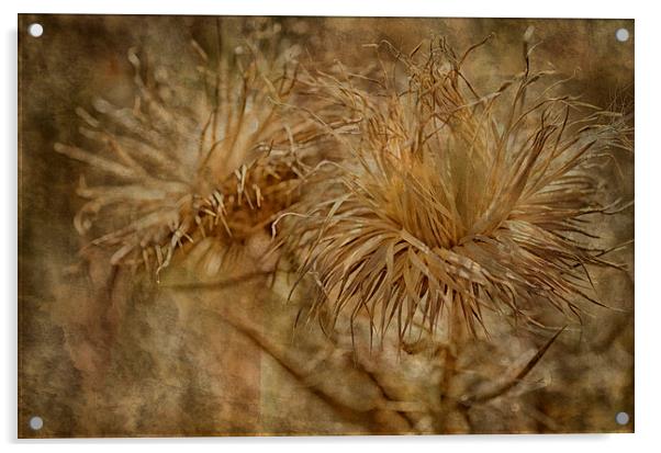 Thistles Acrylic by Mary Lane