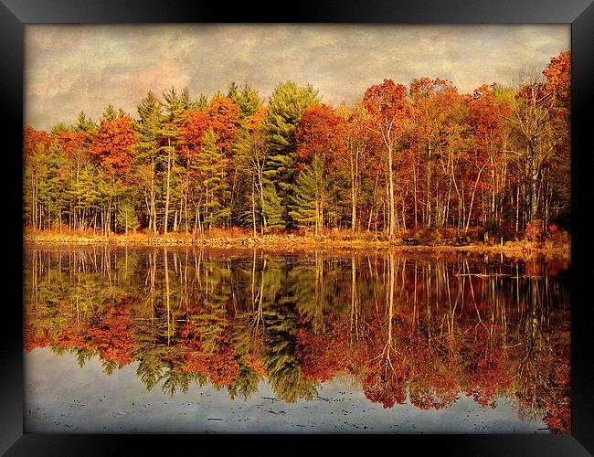 Autumn Woods Framed Print by Mary Lane