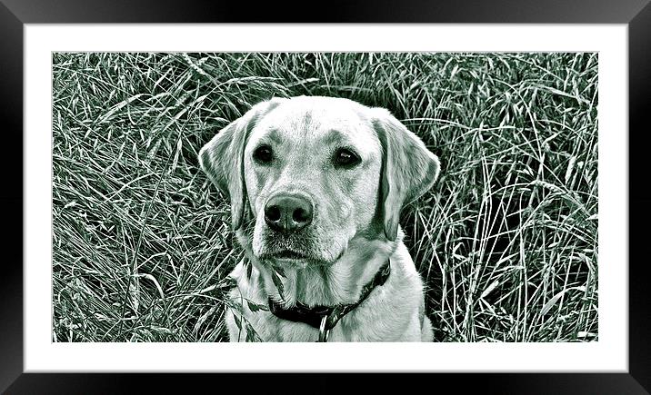 Labrador photograph black & white Framed Mounted Print by Sue Bottomley