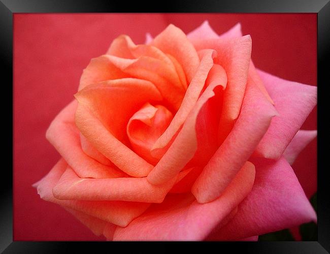 Pink Rose Framed Print by james richmond