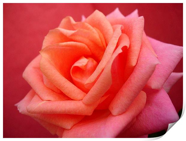 Pink Rose Print by james richmond