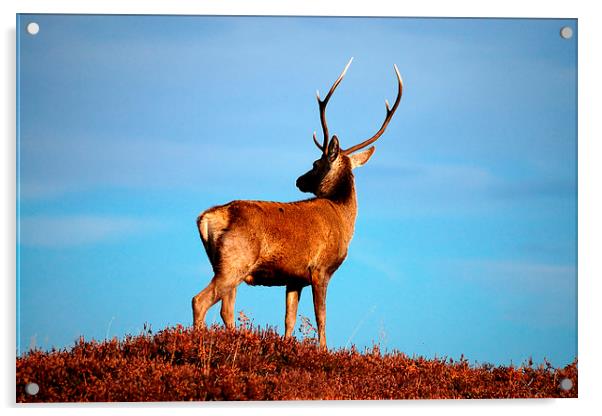 Red deer stag Acrylic by Macrae Images