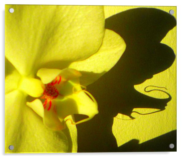 Orchid shadow delight Acrylic by Paula Palmer canvas