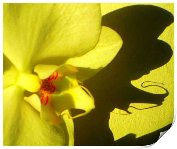 Orchid shadow delight Print by Paula Palmer canvas